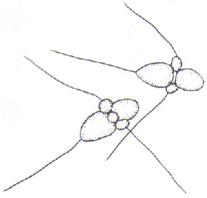 Entomosporium spores