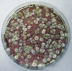 fungal colonies Colony forming units