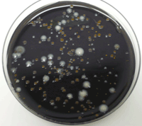 legionella testing